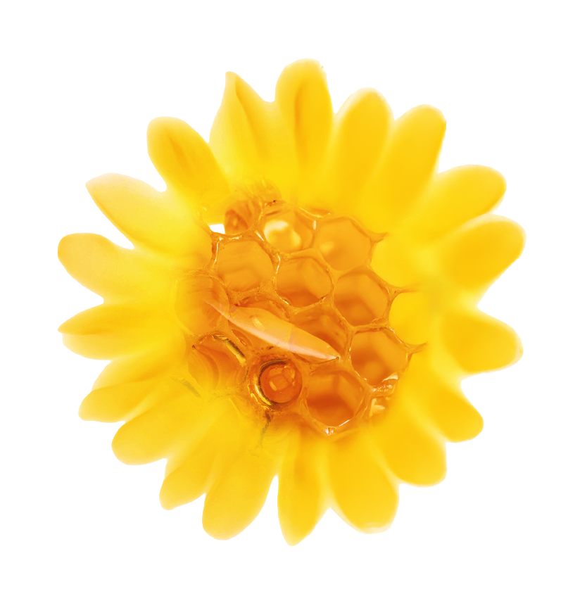 Grindelia